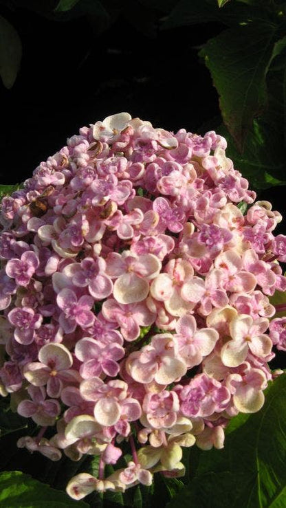  Seringhortensia (Hydrangea Macrophylla 'Ayesha')