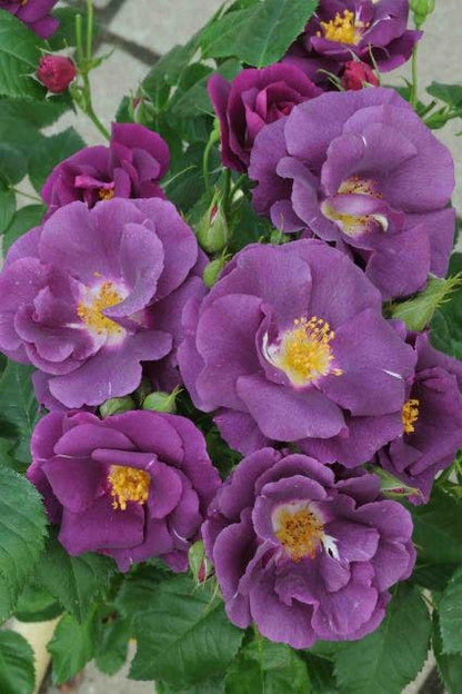  Roos (Rosa 'Rhapsody In Blue')