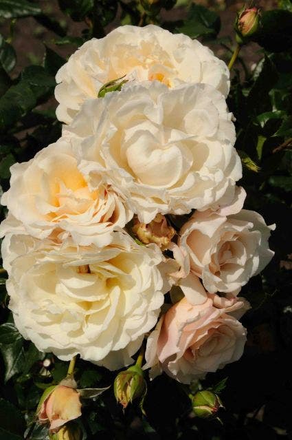  Klimroos (Rosa 'Eloise')