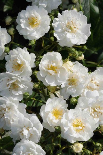  Stamroos (Rosa 'Guirlande D'Amour')