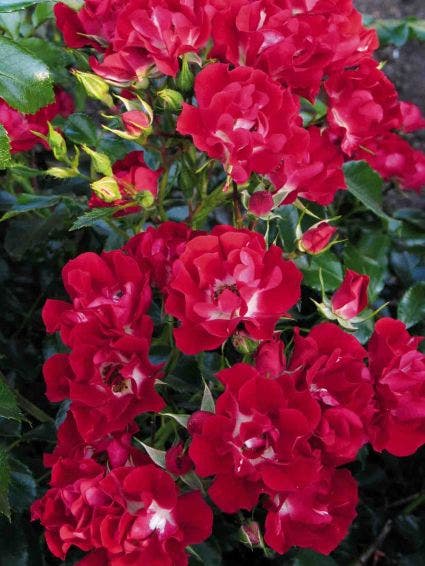  Stamroos (Rosa 'Rambling Rosie')