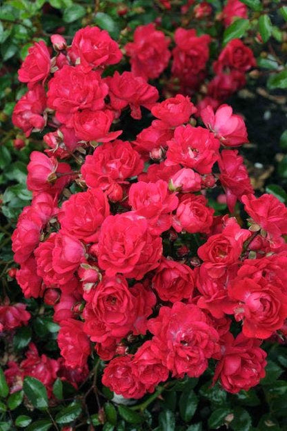  Stamroos (Rosa 'Fairy Queen')