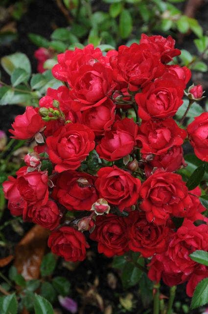  Stamroos (Rosa 'Fairy King')