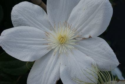  Bosrank (Clematis 'Madame Le Coultre')
