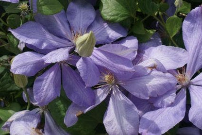  Bosrank (Clematis 'Mrs Cholmondeley')