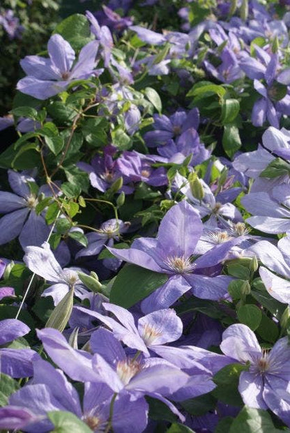  Bosrank (Clematis 'Mrs Cholmondeley')