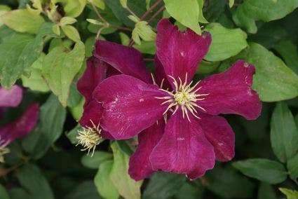  Bosrank (Clematis 'Niobe')