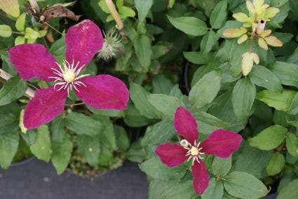  Bosrank (Clematis 'Niobe')