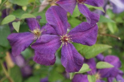  Bosrank (Clematis 'Polish Spirit')