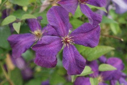  Bosrank (Clematis 'Polish Spirit')