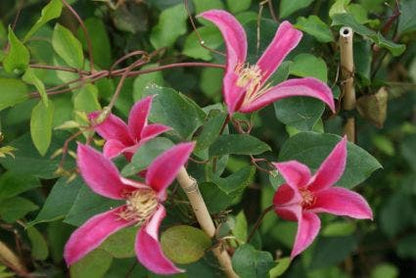  Bosrank (Clematis 'Princess Diana')