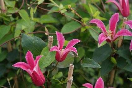 Bosrank (Clematis 'Princess Diana')