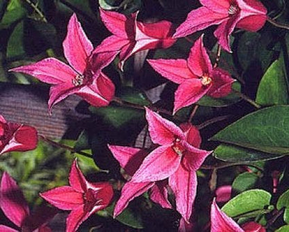  Bosrank (Clematis 'Princess Diana')