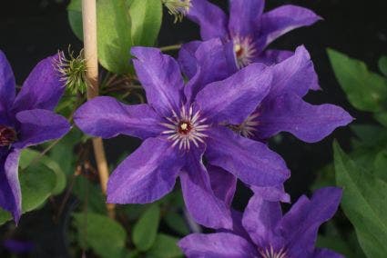  Bosrank (Clematis 'The President')