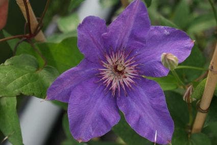  Bosrank (Clematis 'The President')