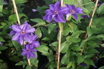  Bosrank (Clematis 'The President')