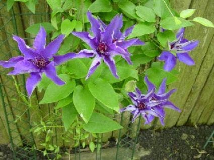  Bosrank (Clematis 'The President')