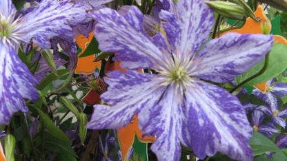  Bosrank (Clematis 'Tie Dye')