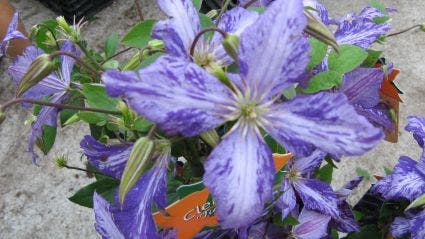  Bosrank (Clematis 'Tie Dye')