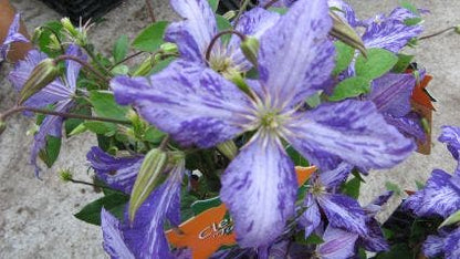  Bosrank (Clematis 'Tie Dye')