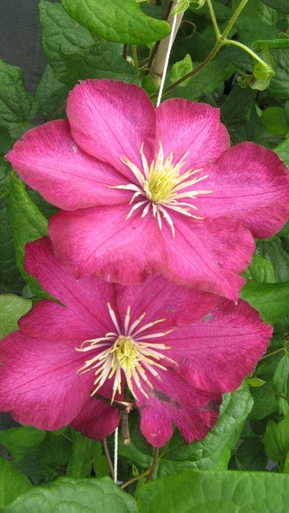  Bosrank (Clematis 'Ville De Lyon')