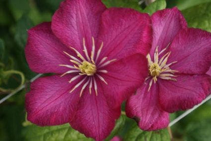  Bosrank (Clematis 'Ville De Lyon')