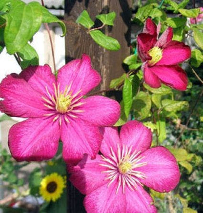  Bosrank (Clematis 'Ville De Lyon')