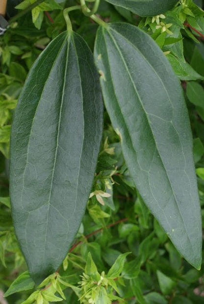  Bosrank, Groenblijvend (Clematis Armandii)