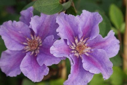  Bosrank (Clematis 'Ashva')