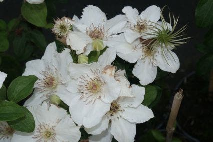  Bosrank (Clematis 'Destiny')