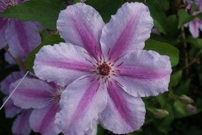  Bosrank (Clematis 'Girenas')