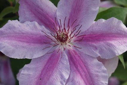  Bosrank (Clematis 'Girenas')