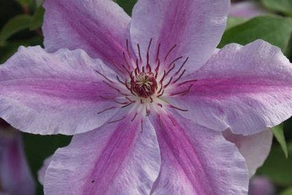 Bosrank (Clematis 'Girenas')