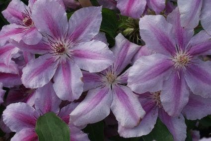  Bosrank (Clematis 'Girenas')