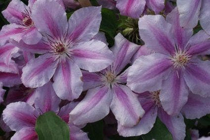 Bosrank (Clematis 'Girenas')