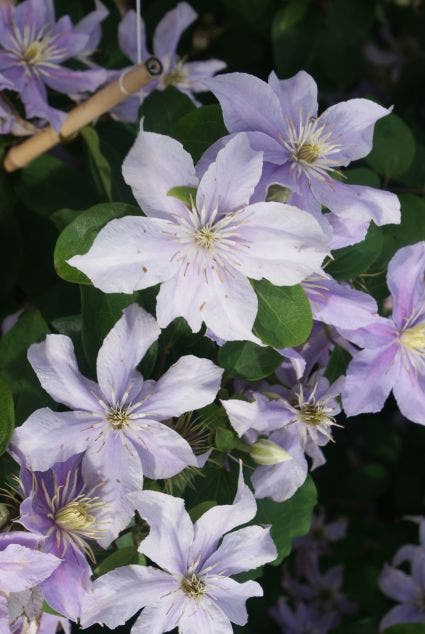  Bosrank (Clematis 'Justa')