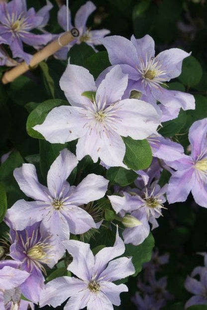  Bosrank (Clematis 'Justa')
