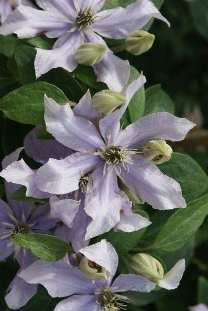  Bosrank (Clematis 'Justa')
