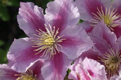  Bosrank (Clematis 'Piilu')