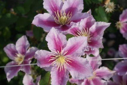  Bosrank (Clematis 'Piilu')