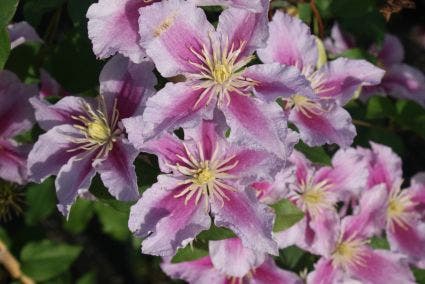  Bosrank (Clematis 'Piilu')