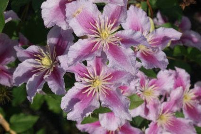  Bosrank (Clematis 'Piilu')