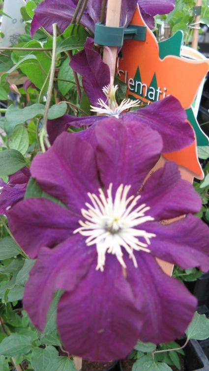  Bosrank (Clematis Viticella)