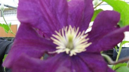  Bosrank (Clematis Viticella)