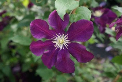  Bosrank (Clematis 'Warszawska Nike')