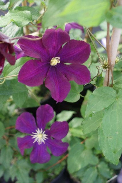  Bosrank (Clematis 'Warszawska Nike')