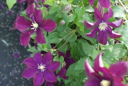  Bosrank (Clematis 'Warszawska Nike')