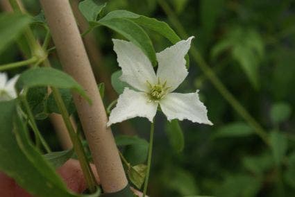  Bosrank (Clematis 'White Magic')