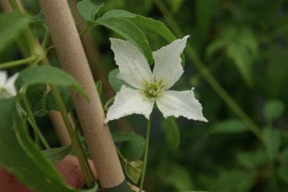  Bosrank (Clematis 'White Magic')
