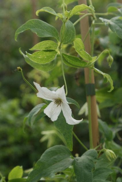  Bosrank (Clematis 'White Magic')
